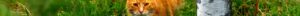 kintone ポータル スペース カバー画像（猫シリーズ）150